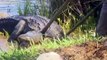 Close encounters with alligators caught on camera