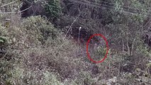 A Scary White Shadow Caught In Monitoring Camera From An Indian Jungle!! Most Haunted Spirit!!