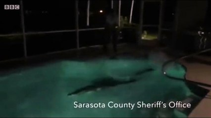 The alligator was taking a dip in the Florida family's pool