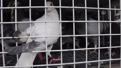 Posta Güvercinleri Birincilik İçin Havalandı