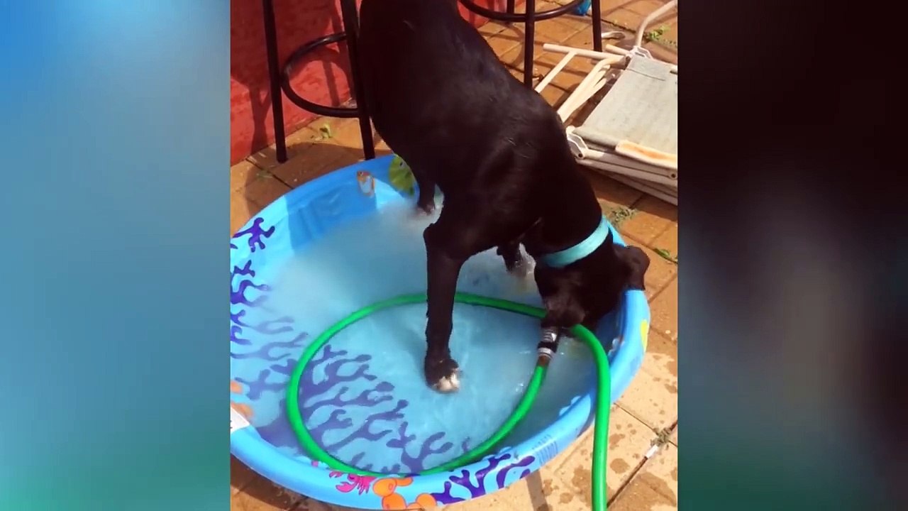 Funny Pets of the Week Compilation April 2018 - Top Funny Cat - Top Funny Dog 2018