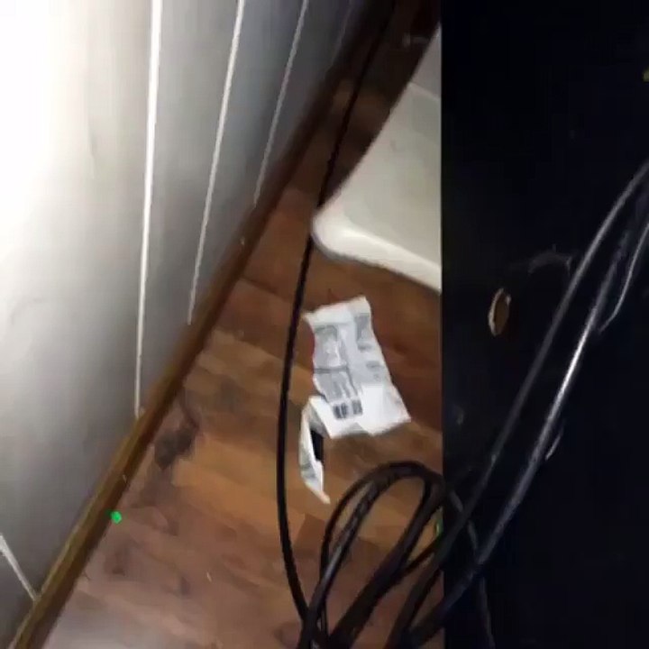 When Kitty needs phone charger!!!