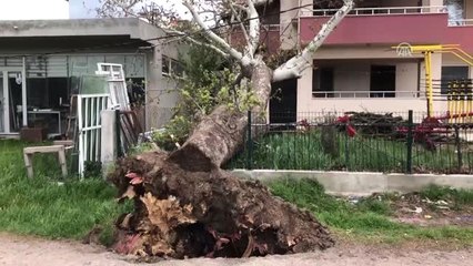 Fırtına 100 Yıllık Çınar Ağacını Devirdi
