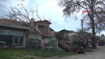 Çanakkale'de Fırtına 100 Yıllık Çınar Ağacını Devirdi