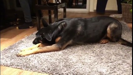Ce chien chante le Blues pour accompagner le piano !