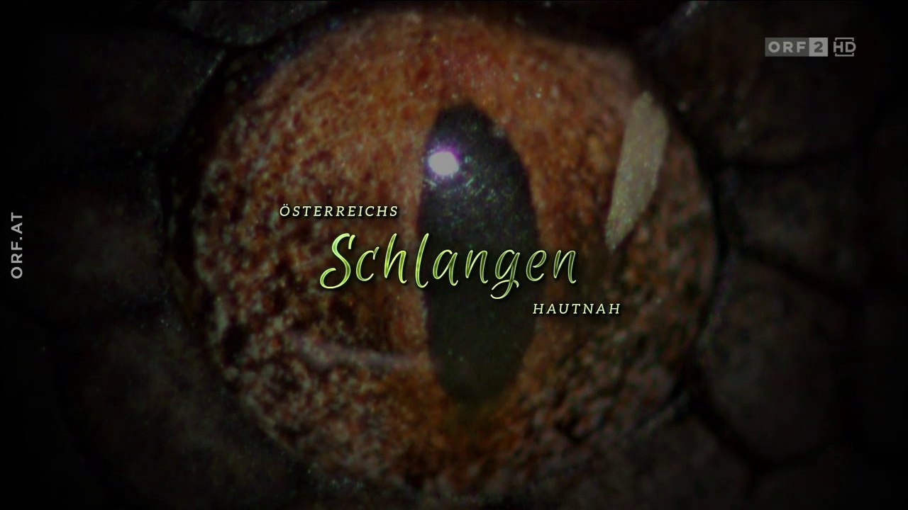 Im Reich von Kreuzotter & Co - Österreichs Schlangen hautnah