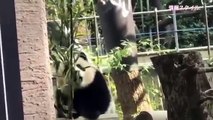 シャンシャン潰された⁈(;o;)【パンダ】giant panda