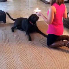 dog doesn't like Birthdays... watch