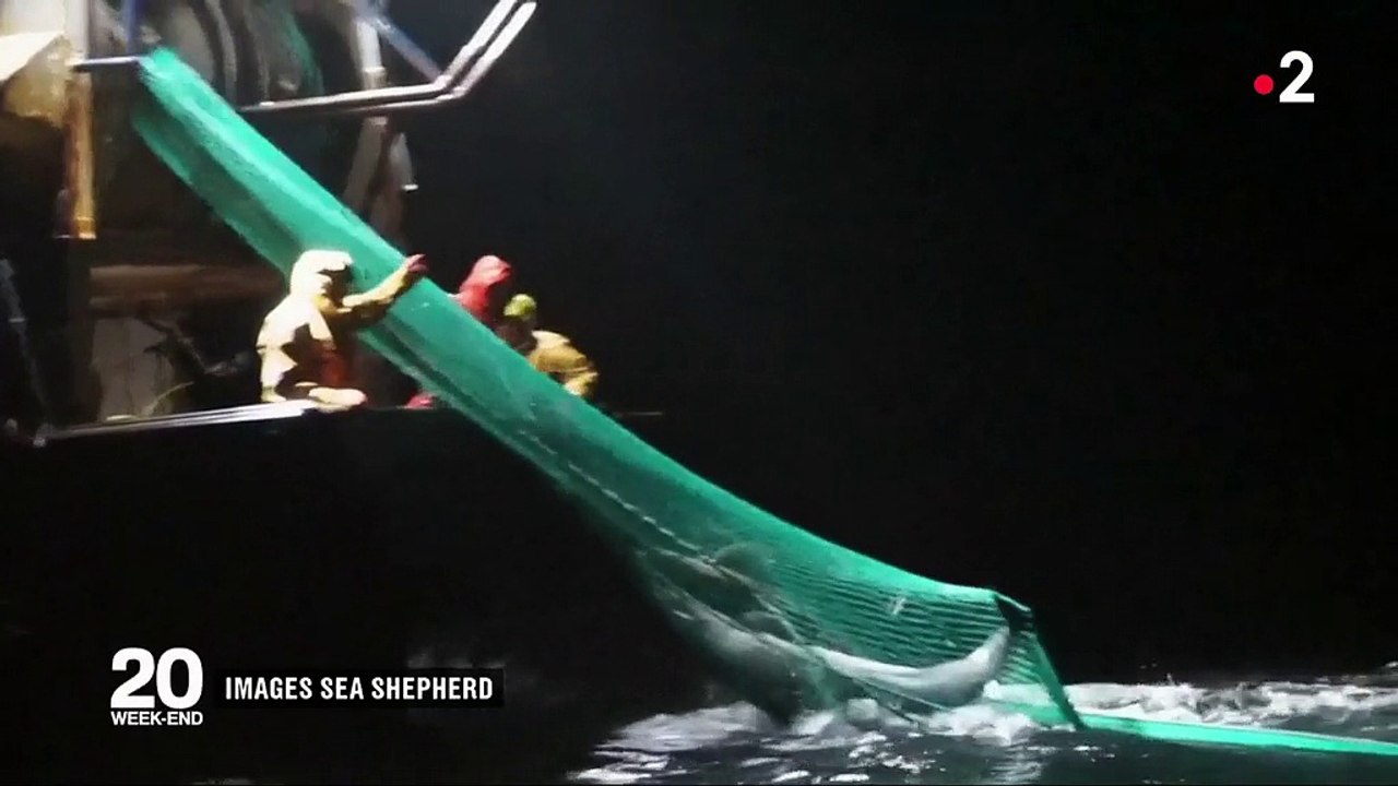 Dauphins : pêche meurtrière