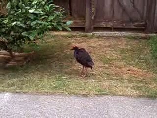 Gezza's Stream:Bluey enjoys typical North Wellington zephyr