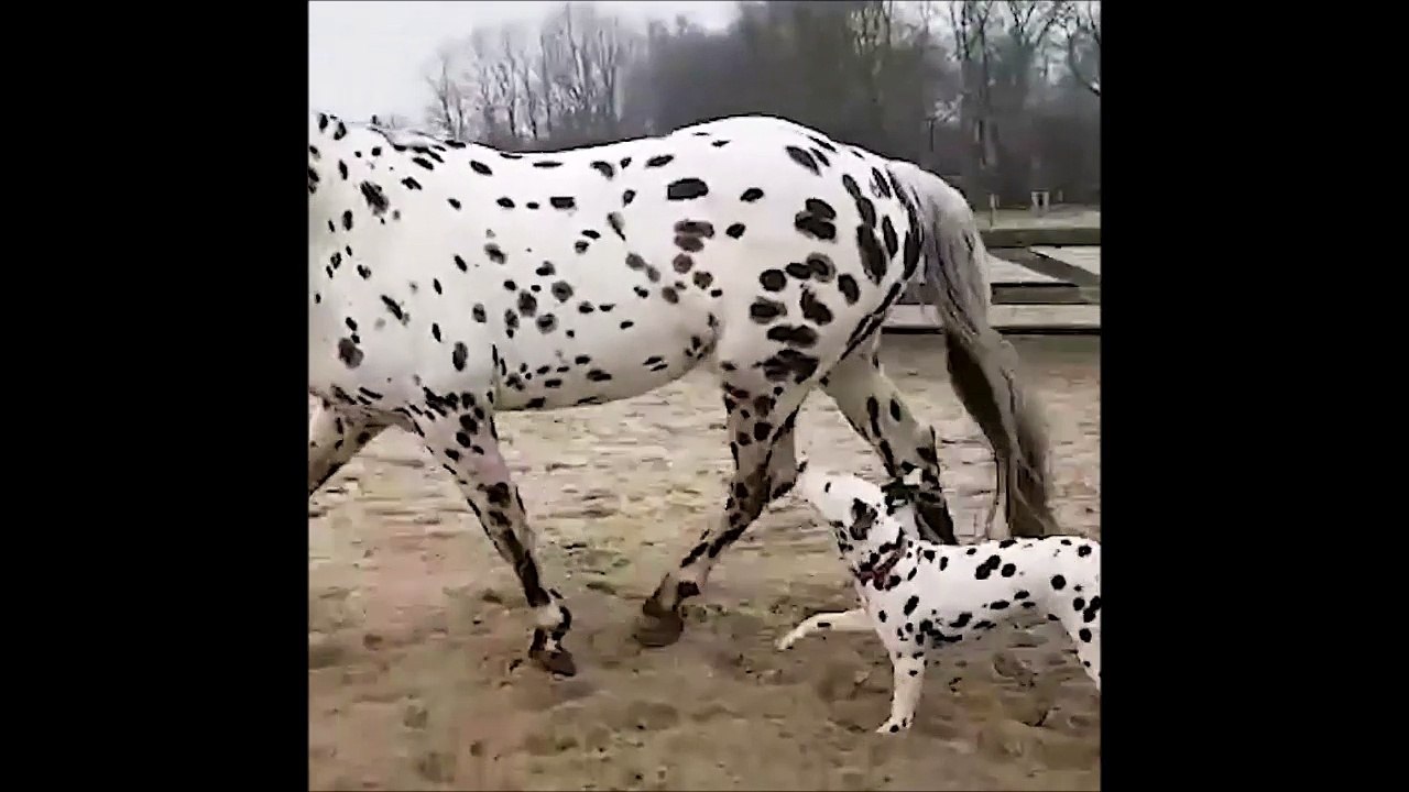 Ce dalmatien a retrouvé sa maman... Enfin presque