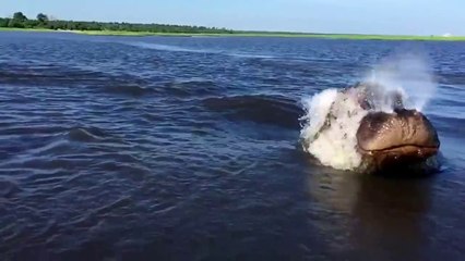 Le moment terrifiant où un Hippopotame charge un bateau