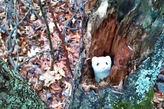Cette petite hermine blanche joue à cache-cache... Adorable