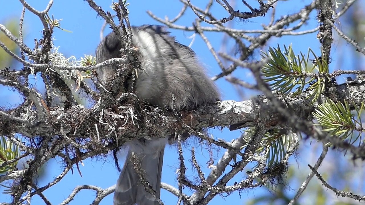 Mésangeai du Canada