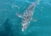 Shark Follows South Australia Police Boat