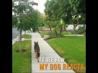 Sahibini Kaybettiğini Sanan Köpeğin Tepkisi