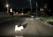 Attentive Driver Slams Brakes to Avoid Dog