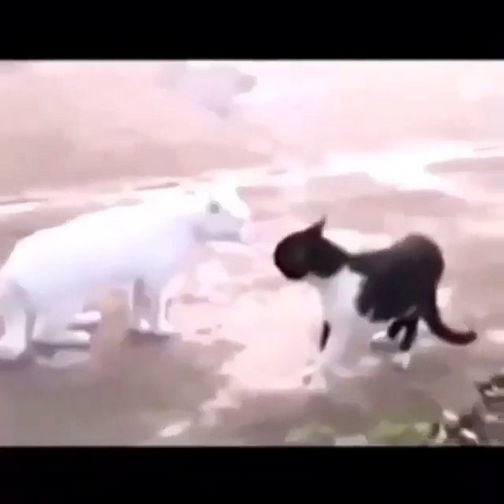 Lol, This Cat Turns into Michael Jackson