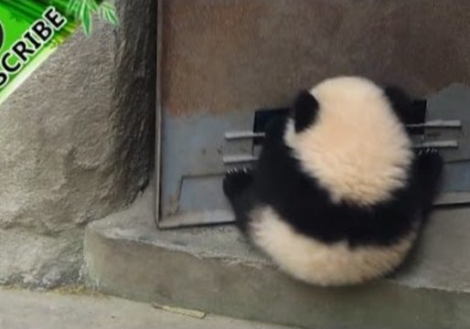 Cute Panda Cub Determined to Keep the Door Open