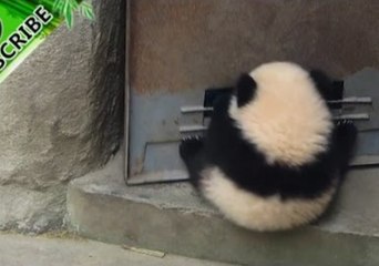 Cute Panda Cub Determined to Keep the Door Open