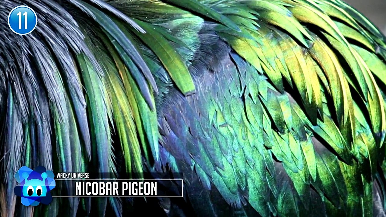 15 Insanely Colorful Animals