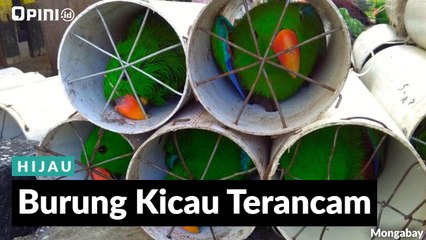 #1MENIT | Burung Kicau Terancam
