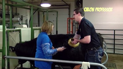 Para Peternak di Swiss Membolongi Perut Sapi Hidup-Hidup Demi Alasan yang Aneh! Lihat Ceritanya..