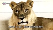母獅變公獅！？ 美動物園母獅竟長出鬃毛！ -奇異搜查室