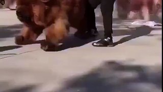 biggest dog ever funny videos