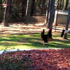 birds after girls funny videos