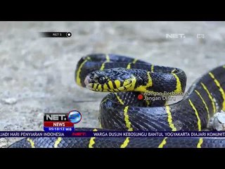 Warga di Bantul Belajar Cara Menangani Ular - NET 5