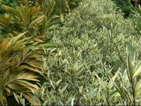 Karaïbes 972 -Fleurs de Madinina -