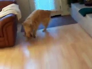 dog tricks: Golden Retriever Grace cleans the house