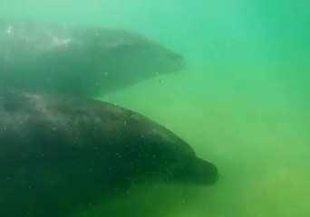 Dolphins Play With Beachgoers in Matarangi, New Zealand
