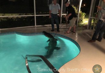Gator Captured After Doing Pool Laps at Sarasota County Home
