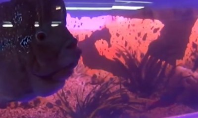 Pameran Ikan di Nias, Arwana Laku Rp 75 Juta