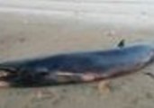 Injured Baby Whale Rescued After Becoming Stranded on Borneo Beach