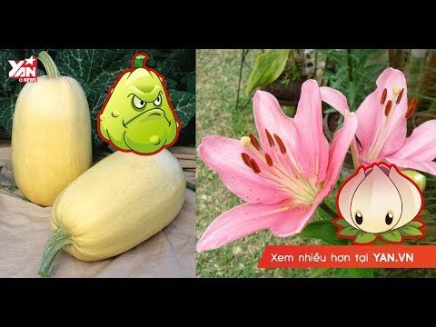 Bạn đã biết các vũ khí trong Plant vs. Zombies vốn là loài thực vật nào ngoài đời chưa?