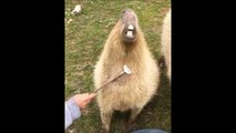 Ce capybara a l'air d'apprécier les grattouilles