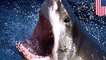 Hawaii paddle boarder nearly becomes shark’s meal - TomoNews