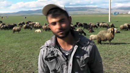 Çoban maliyeti 5-6 bin TL'yi bulunca hayvanlarına kendileri bakıyor