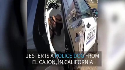 Hat wearing police pooch goes viral online