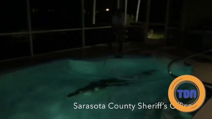 Un alligator dans la piscine