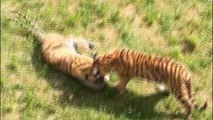 Un tigre de Cabárceno juega con el móvil caído de un visitante