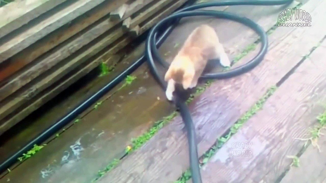 Crazy cats and amazing clips|| Only for Cat Lovers