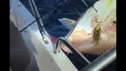 Mercan (Sarıağız) Avı - BORA KAPTAN | Kalkan kardeşler jigging videoları