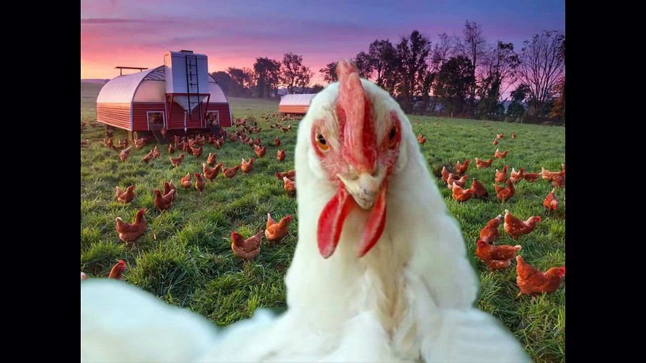 Звуци на животни / The Animal Sounds - Animation / #BulgarianClass