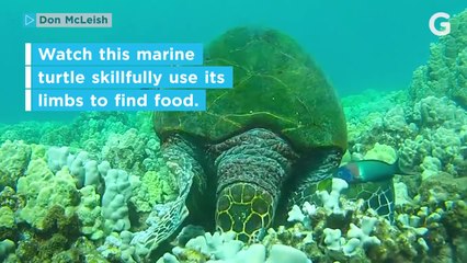 Sea Turtles Foraging