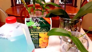 Fertilizing tips for orchids in full water culture.
