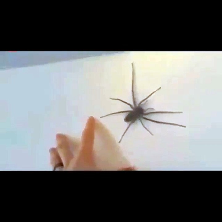 Omg spider does what?...